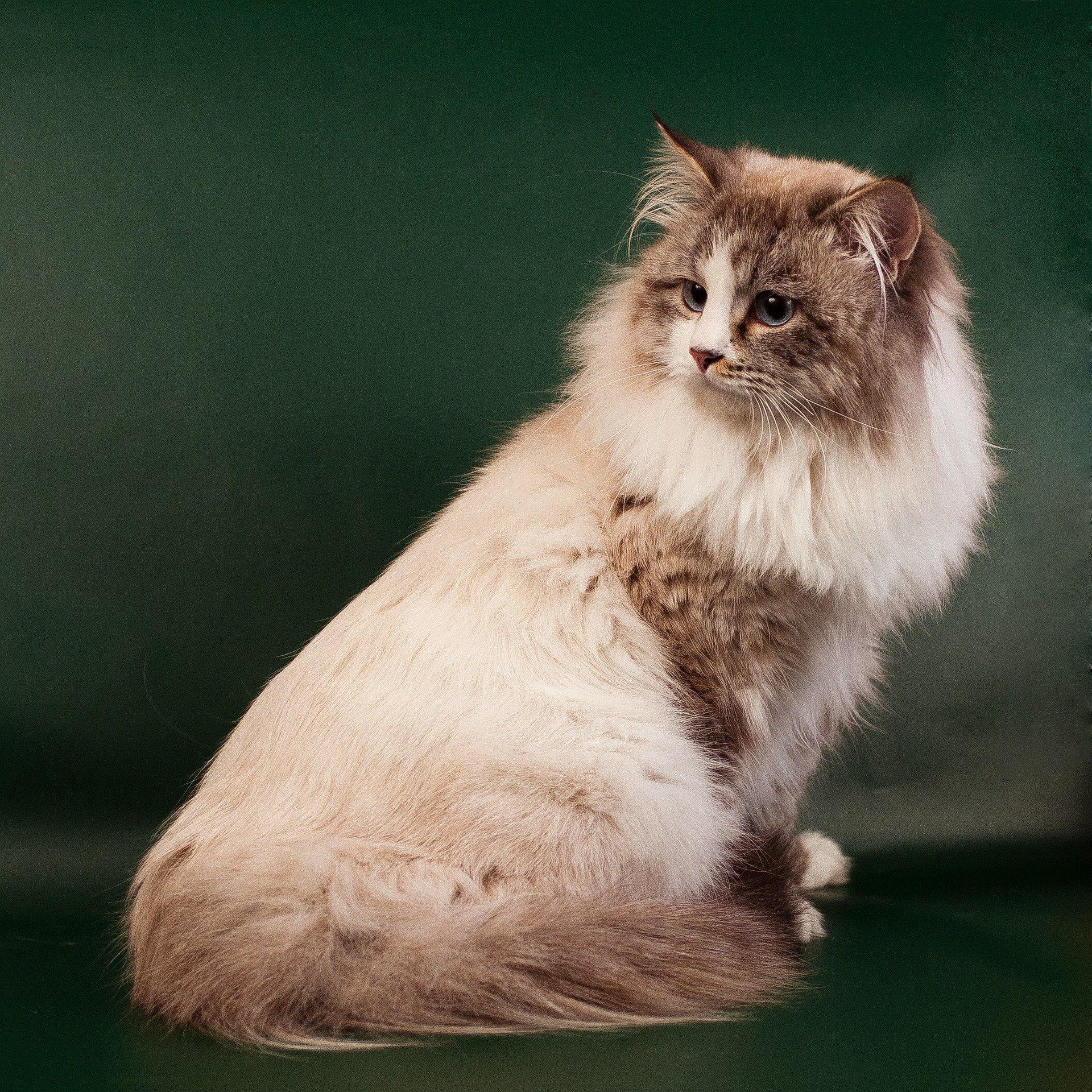 Neva masquarade jest odmianą barwną kotów syberyjskich.
